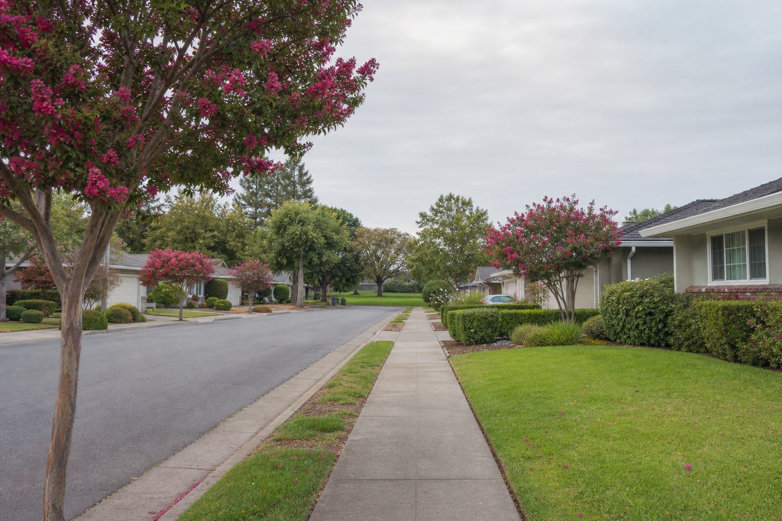 Pleasant Hill California residential street with ranch homes and blossoming trees